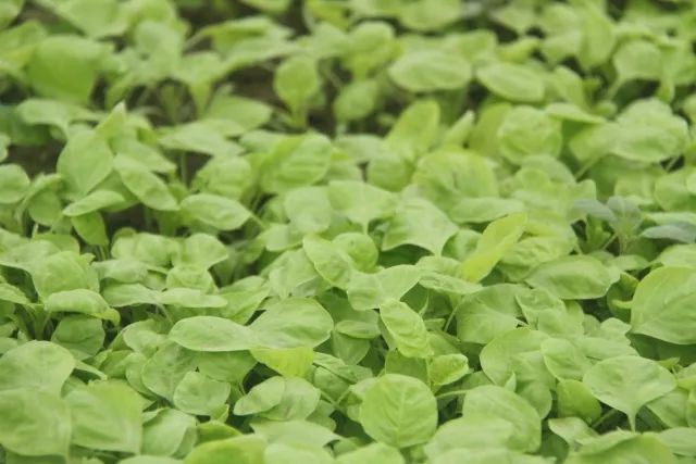 【產業探究】有機農業的這些價值竟然常常被忽視！