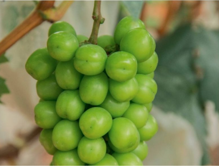 【海外農業】日本果園土壤有機質為啥含量高？他們是怎么管理的？哪些地方值得學習？