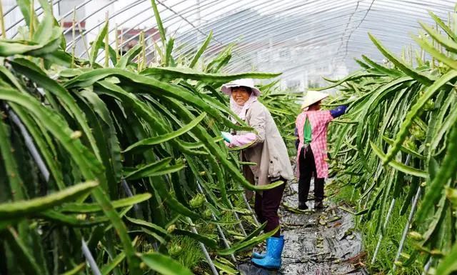 三農日報|有機肥是國家糧食安全的保證；有機農業是鄉村振興的可行路徑