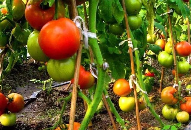 【有機農業】對有機農業最大的誤解：就是不用肥料、不打藥