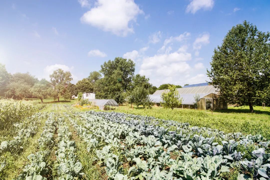 【產業研究】有機農業：如何適應雙循環戰略