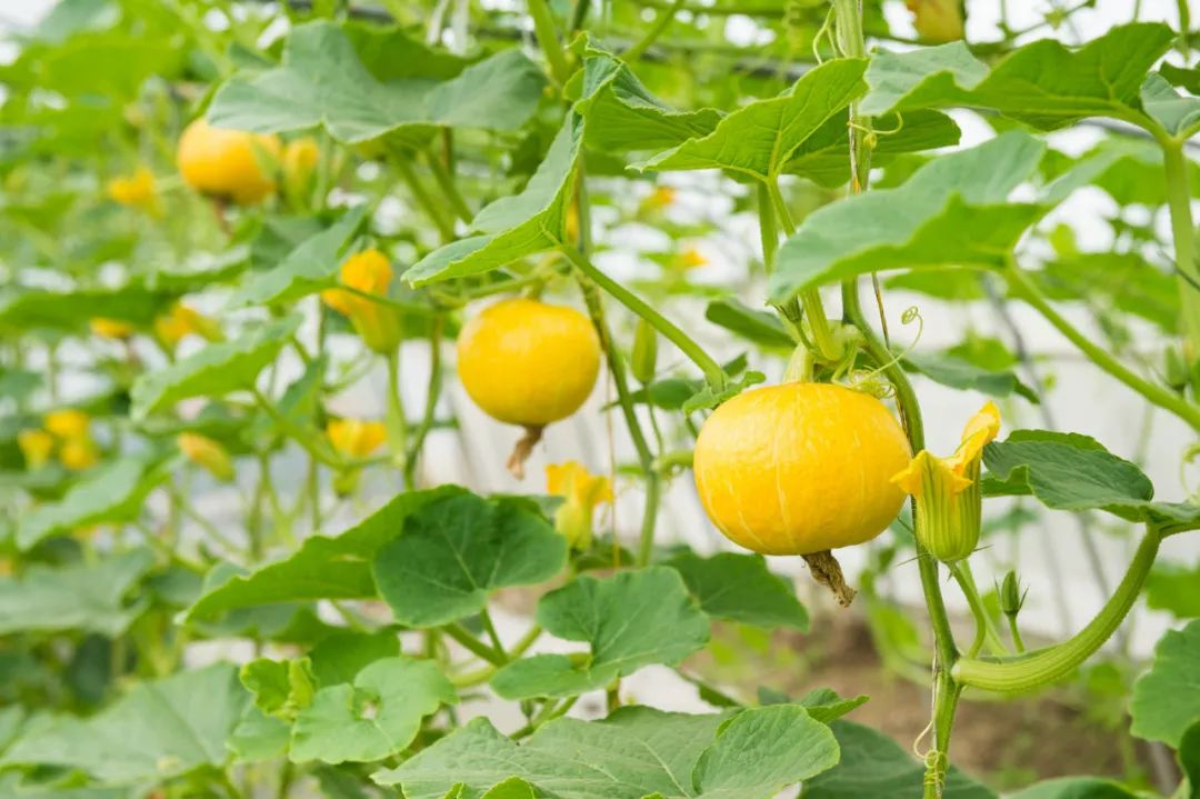 【有機農業】發展有機農業的六大誤區