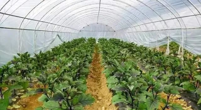 【國外農(nóng)業(yè)】加拿大有機農(nóng)業(yè)能給我國帶來哪些啟示？