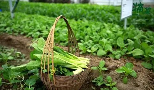 【創(chuàng)業(yè)案例】投了近4000多萬一直虧損，200畝“有機農(nóng)場”靠什么逆襲？