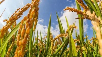 【農(nóng)業(yè)科技】智慧農(nóng)業(yè)是農(nóng)業(yè)的未來嗎？