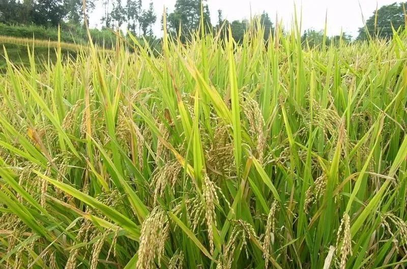 【冷知識】傳統(tǒng)農(nóng)業(yè)、現(xiàn)代農(nóng)業(yè)、有機農(nóng)業(yè)的區(qū)別