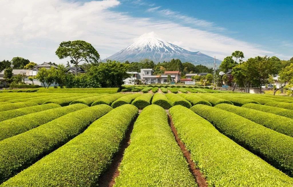 【模式研究】“小而美”的日本有機農(nóng)業(yè)模式