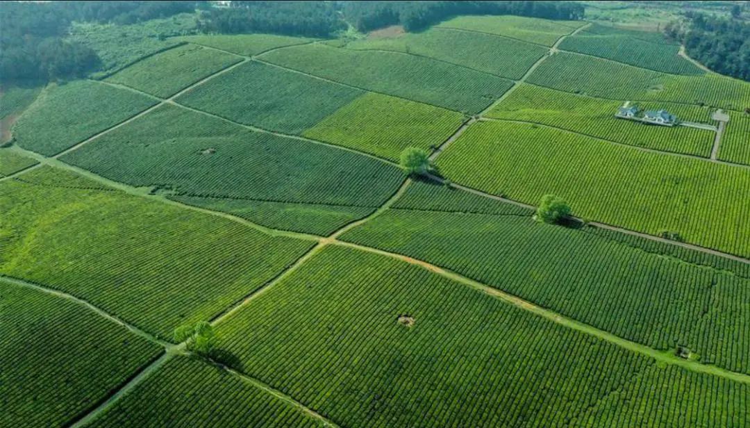 【有機農業】張紀兵、張偉超：發展有機農業要重視生態理念