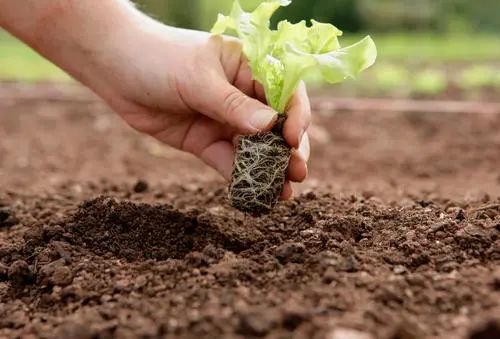 【有機農業】二十一世紀的有機農業