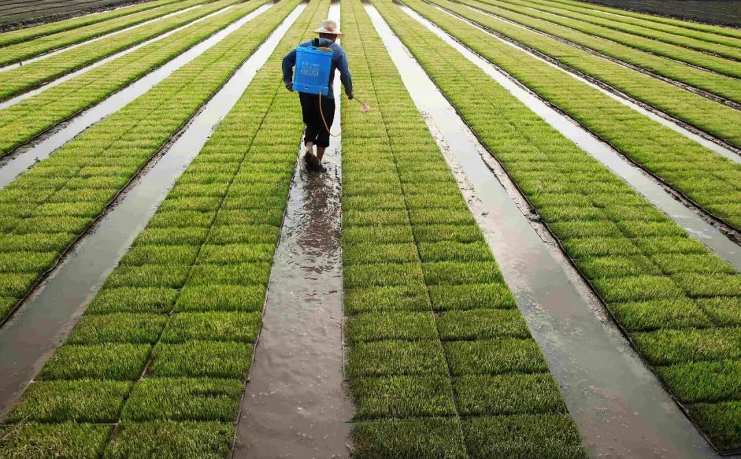 【模式研究】生態農業風口、綠色農業趨勢、有機農業財富!看完你就都清楚了