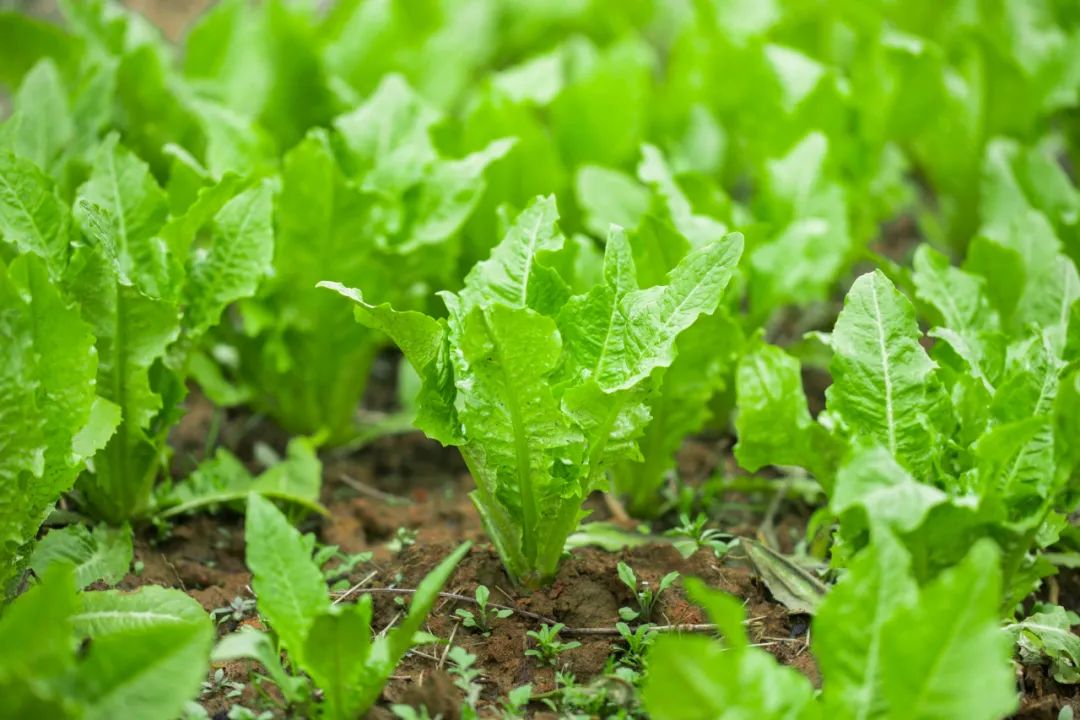 【產業分析】有機農業發展面臨的問題和挑戰是什么