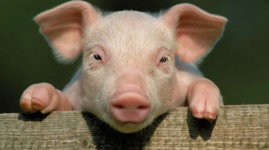 三農日報|政策：國家推動可再生能源替代行動；中國有機農業潛力巨大