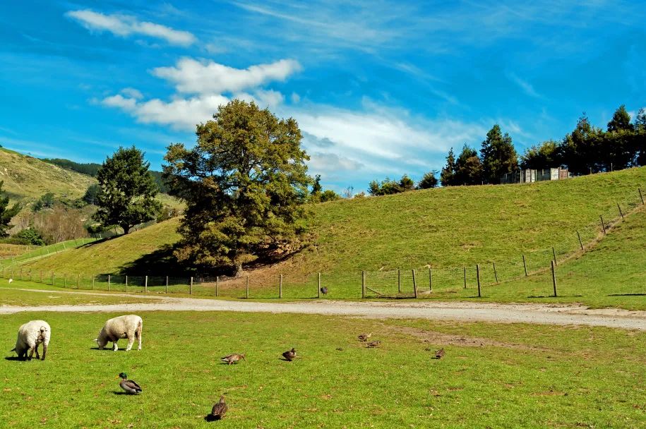 【產業透視】有機農業的精髓是什么？