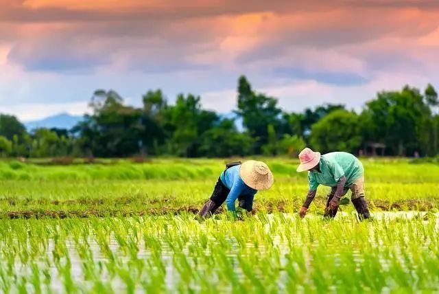 【新農業】中醫農業展望：替代化學農業，超越有機農業