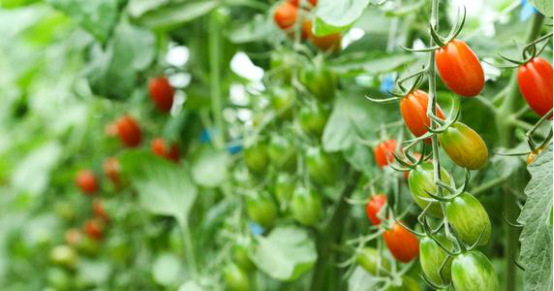 有機農業“劫難”，到底如何破