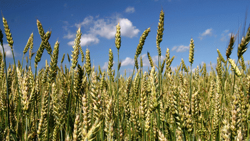 朱毅教授：總有人說如果都發展有機農業會餓死人，這個觀點是站不住腳的