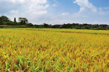 【鄉村振興】中國實踐： 有機農業背后的生態文明轉型與鄉村振興