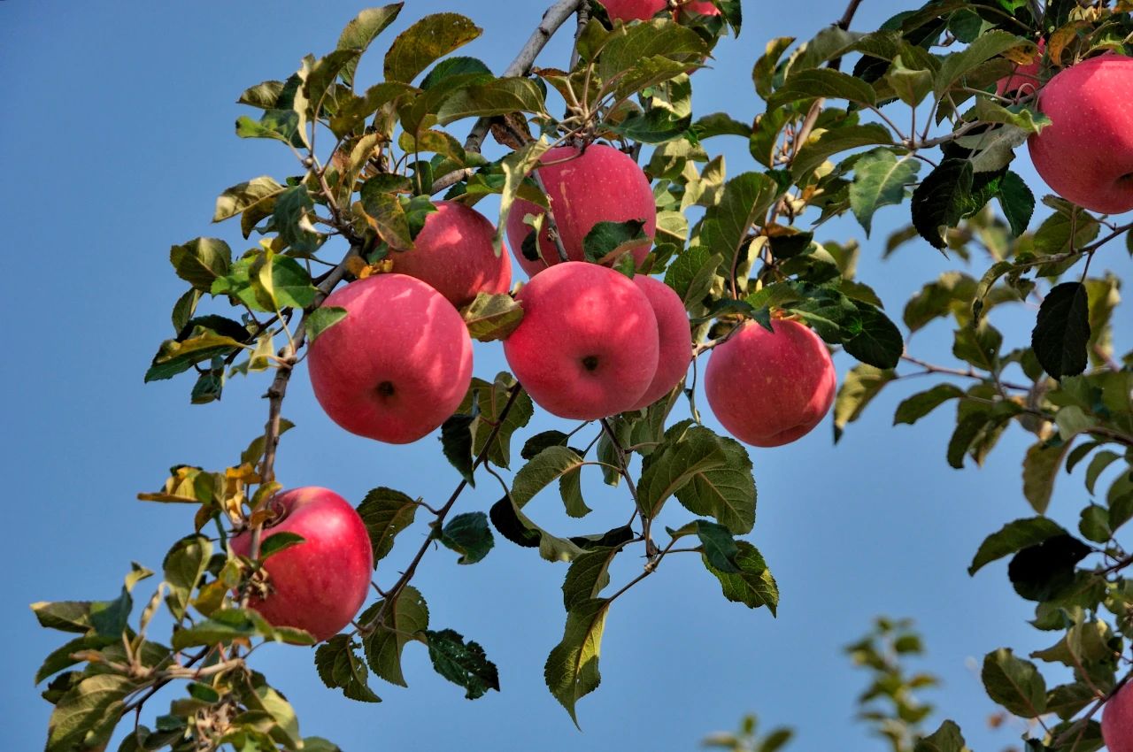 【有機農業】有機農業7大發展趨勢