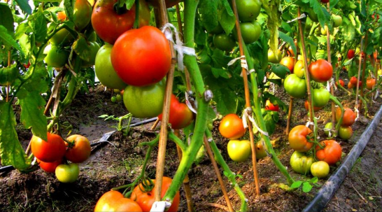 三農日報|政策：加大農技推廣骨干人才培育；專家：我國有機農業還處于成長期