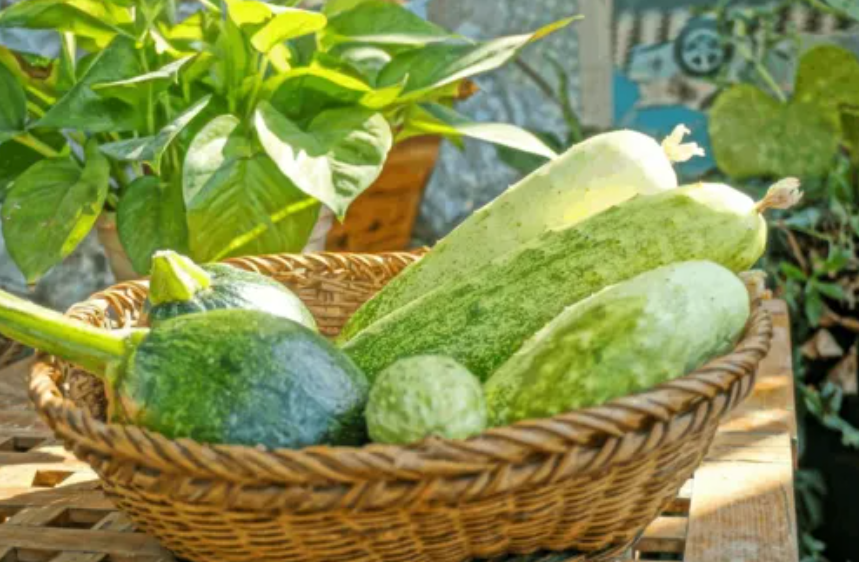 【有機農業】有機產品（食品加工或農產品種養殖）如何申請有機認證？