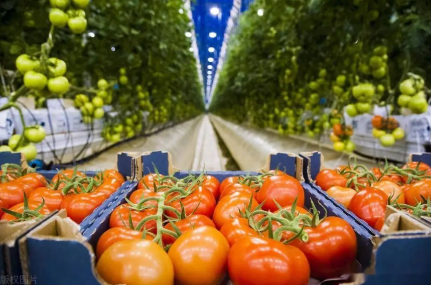 【有機農業】在中國做有機農業到底多難？不是過來人，你根本不懂