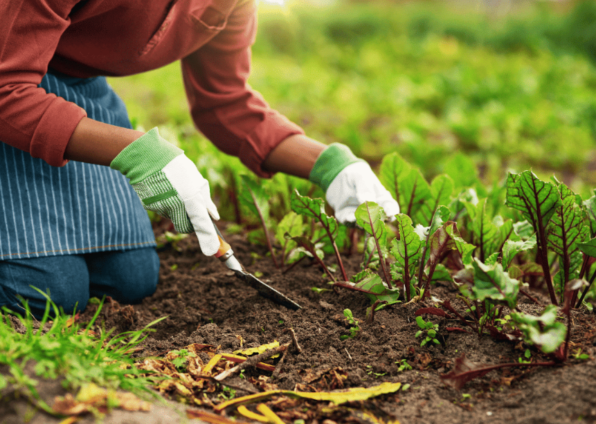【有機農業】什么是有機農業？基本原則的完整詮釋