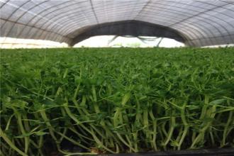 有機農(nóng)業(yè)、生態(tài)農(nóng)業(yè)、綠色農(nóng)業(yè)的區(qū)別在哪里？