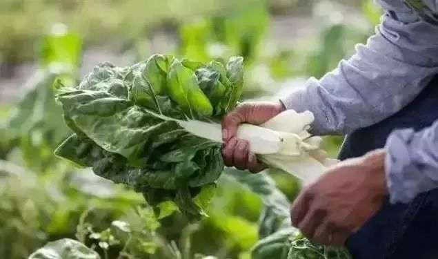 三農日報|政策：重點實施全綠色農業產業鏈項目；我國農藥零售以夫妻店為主