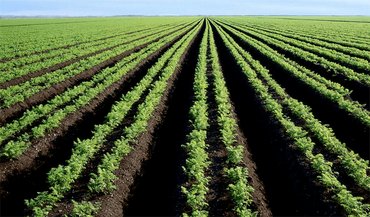 三農(nóng)日報|政策：鼓勵社會資本參與海外農(nóng)業(yè)投資；專家：有機農(nóng)業(yè)發(fā)展非常有限