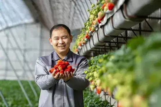 【創(chuàng)業(yè)人物】新農(nóng)人馬廷東：為草莓夢想而奮斗