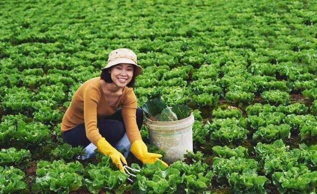 重磅|返鄉青年的創業之困：融資難、收益低、生產投資周期長...