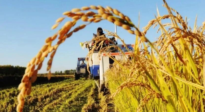 返鄉創業：缺錢，缺項目，規模之殤，未來又該靠什么破局