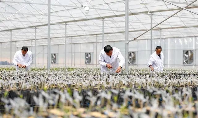 三農日報|聲音：發展智慧農業有利于鄉村振興；“553模式”：生態養雞效益最佳