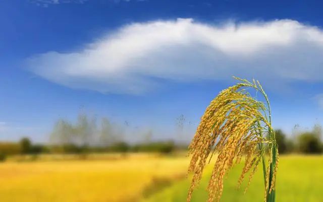 【創(chuàng)業(yè)復盤】搞農業(yè)難掙錢的5大原因，你知道幾個?