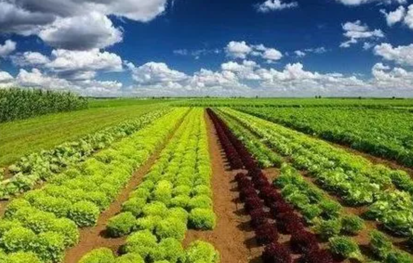 【農(nóng)業(yè)創(chuàng)業(yè)】農(nóng)業(yè)創(chuàng)業(yè)成炮灰，經(jīng)歷九死一生都難逃這5個坑！