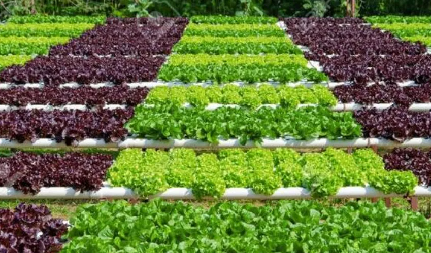 【農(nóng)業(yè)創(chuàng)業(yè)】發(fā)明9項專利，讓種菜增效20%，這個“90后”不簡單！