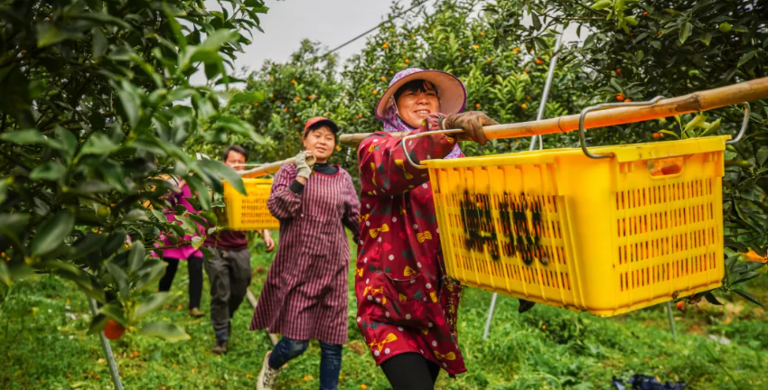 【創(chuàng)業(yè)項目】回農(nóng)村怎么賺錢？10個農(nóng)村創(chuàng)業(yè)項目