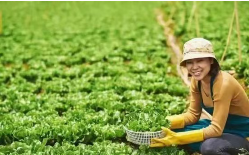 100個農(nóng)業(yè)領(lǐng)域低成本創(chuàng)業(yè)項目清單|資料