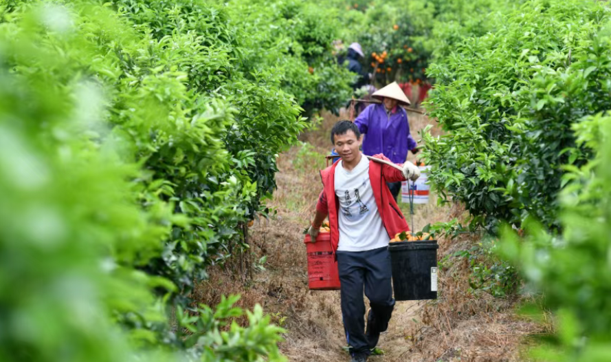 【專家觀點】賀雪峰：返鄉(xiāng)創(chuàng)業(yè)不是一條好走的路