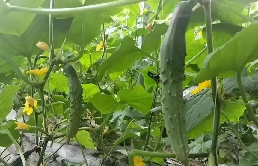 【創(chuàng)業(yè)案例】逆天??！蔬菜種成打卡項目，1斤賣價30元