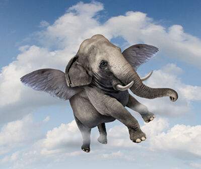 創業是一種近乎偏執的追求——讀史蒂文·霍夫曼《讓大象飛》