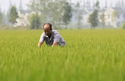 分享|流轉了1200畝土地，2年時間賠了300多萬！這位農民兄弟的忠告不得不看！